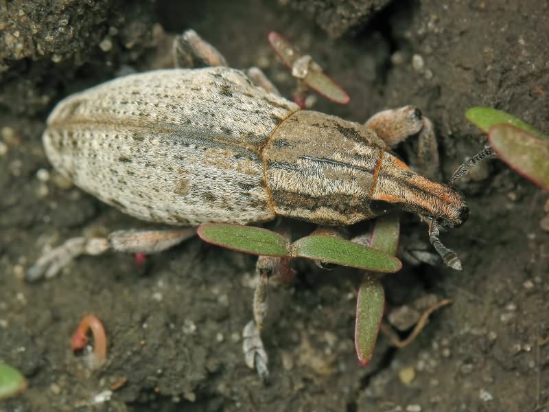 Pseudocleonus cinereus (Schrank, 1781)